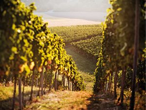 Climate change is set to shake up the fine wine industry – here's how