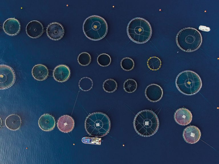 Fish farming is on the rise, but there’s an environmental catch European CEO
